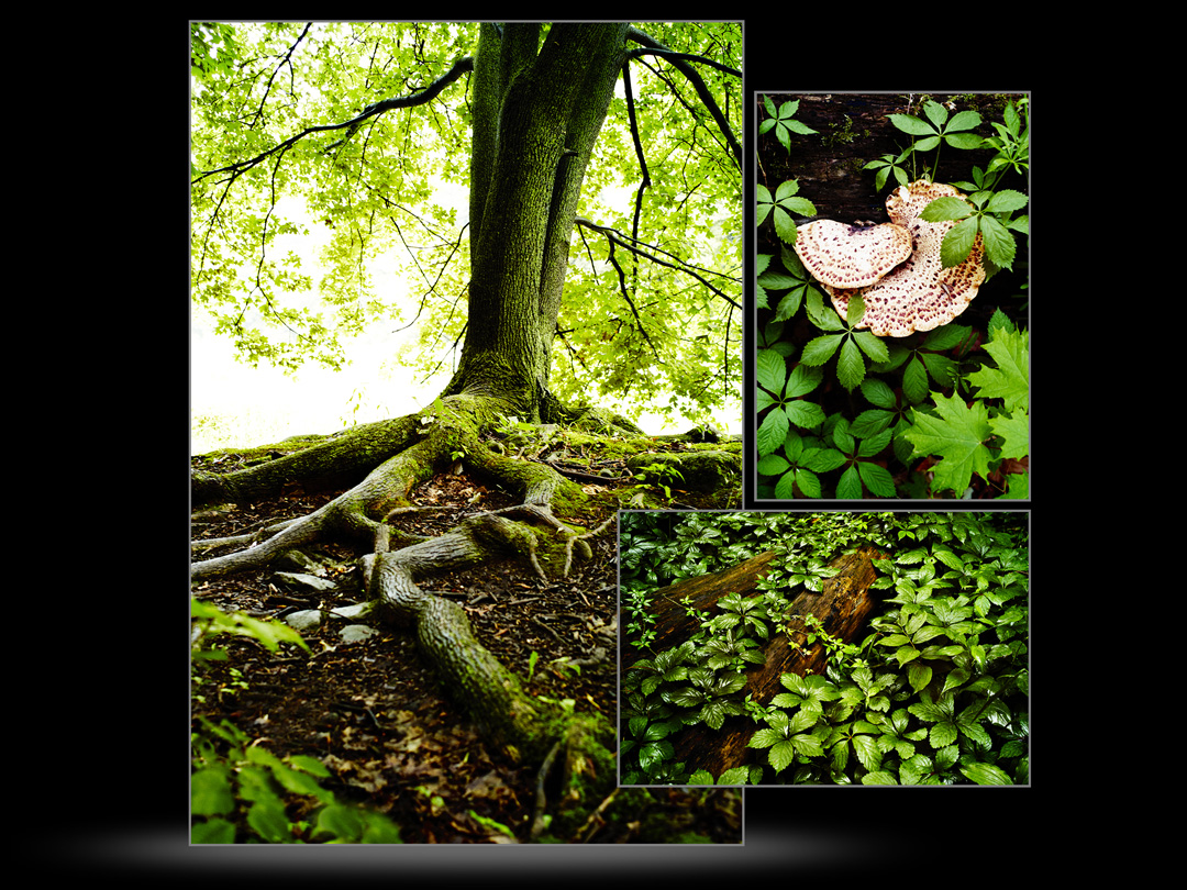  Carole Roy Timm Photography 