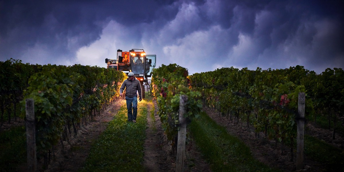 Hotel and Resort Photographer Marriott Approved Carole & Roy Timm Photography Grape Harvest