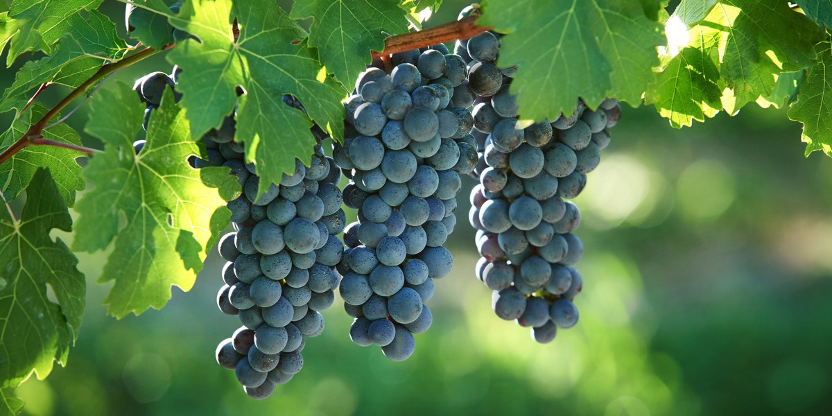 Hotel and Resort Photographer Marriott Approved Carole & Roy Timm Photography Grapes