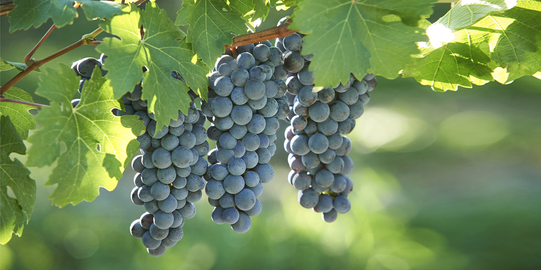 Cabernet Sauvignon grapes on vine
