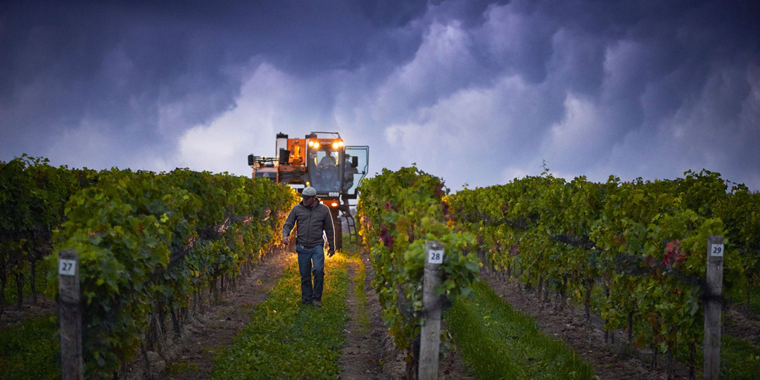 Grape harvesting with stormy sky